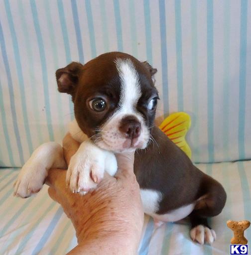 Boston Terrier Puppies